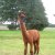 Unsere Tiere - AOS Coline 418